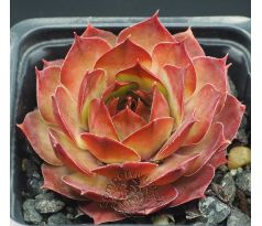 Sempervivum MATE