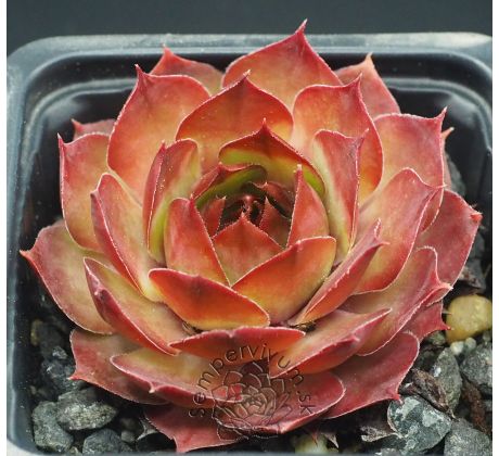 Sempervivum MATE