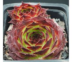 Sempervivum PAGRO