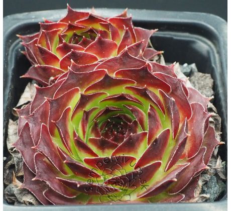 Sempervivum PAGRO