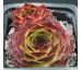 Sempervivum PAGRO