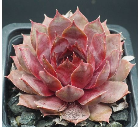 Sempervivum BLAUER HARNISCH