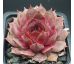 Sempervivum BLAUER HARNISCH