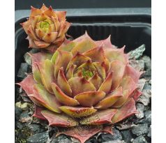 Sempervivum AGNETTA