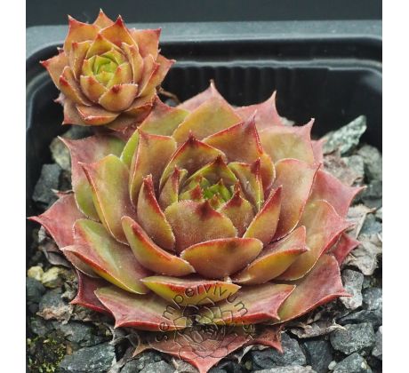 Sempervivum AGNETTA