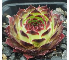 Sempervivum SIR WILLIAM LAWRENCE