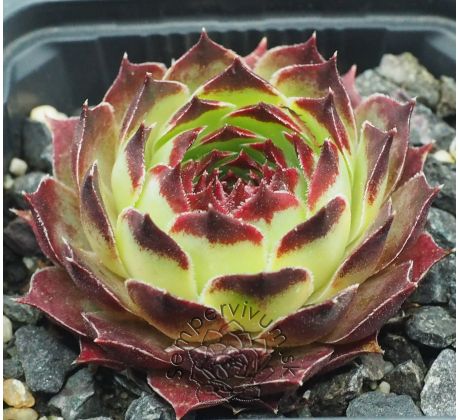 Sempervivum SIR WILLIAM LAWRENCE