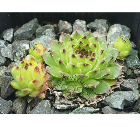 Sempervivum calcareum from Sospel