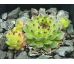 Sempervivum calcareum from Sospel