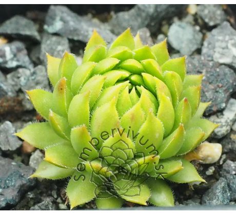 Sempervivum MINUS EX OVITPASS
