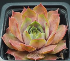 Sempervivum BLUE TIME
