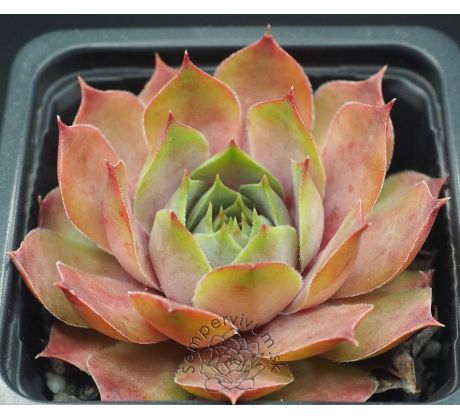 Sempervivum BLUE TIME