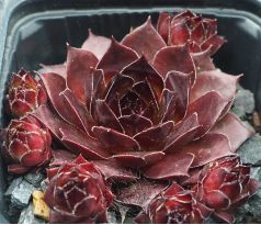 Sempervivum BITTER CHOCOLATE