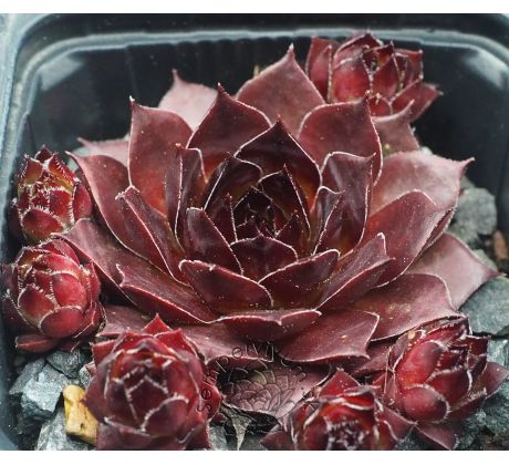 Sempervivum BITTER CHOCOLATE