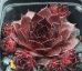 Sempervivum BITTER CHOCOLATE