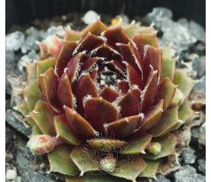 Sempervivum BETA
