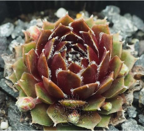 Sempervivum BETA