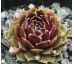 Sempervivum BETA