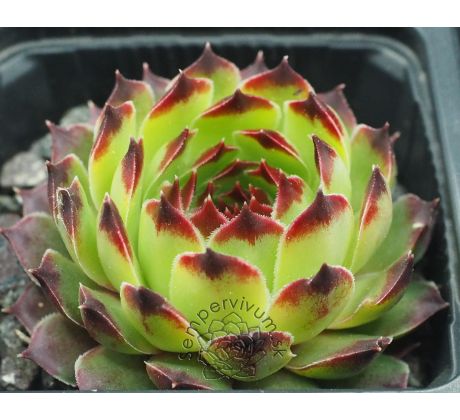 Sempervivum calcareum from Petite Ceüse, France