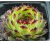 Sempervivum calcareum from Petite Ceüse, France