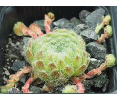 Sempervivum BORISII