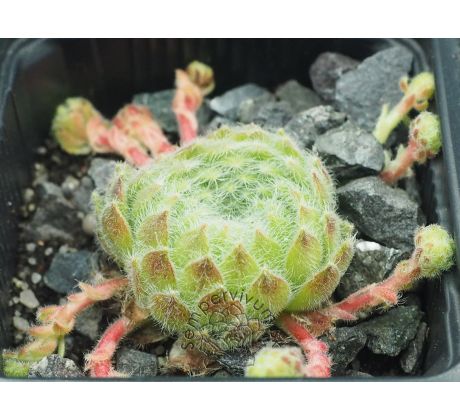 Sempervivum BORISII