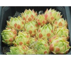Sempervivum ATLANTICUM