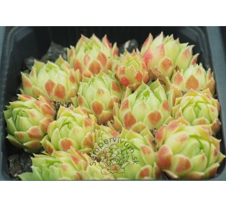 Sempervivum ATLANTICUM