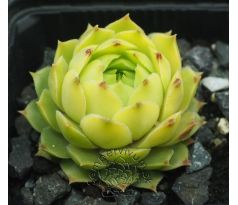 Sempervivum MARTIN