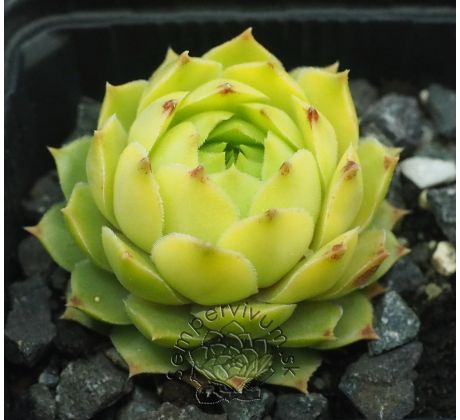Sempervivum MARTIN