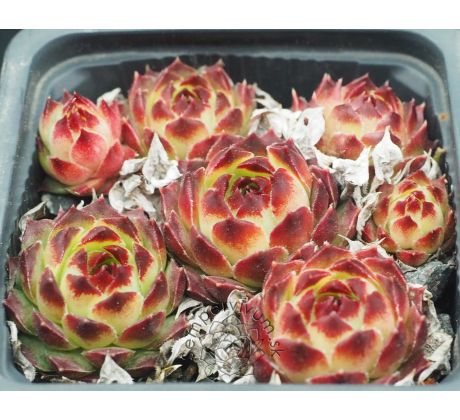 Sempervivum calcareum ex guillaume