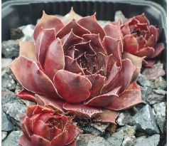 Sempervivum ADELMOED
