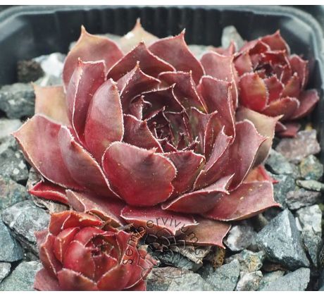 Sempervivum ADELMOED