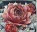 Sempervivum ADELMOED