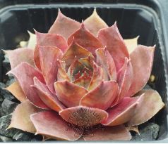 Sempervivum AMTMANN FISCHER