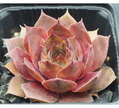 Sempervivum AMTMANN FISCHER