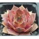 Sempervivum AMTMANN FISCHER