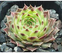 Sempervivum SPINULIFOLIUM
