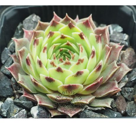 Sempervivum SPINULIFOLIUM