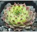 Sempervivum SPINULIFOLIUM