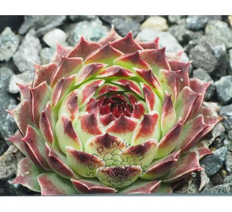 Sempervivum MRS. GIUSEPPI