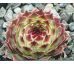 Sempervivum MRS. GIUSEPPI