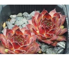 Sempervivum AJAX