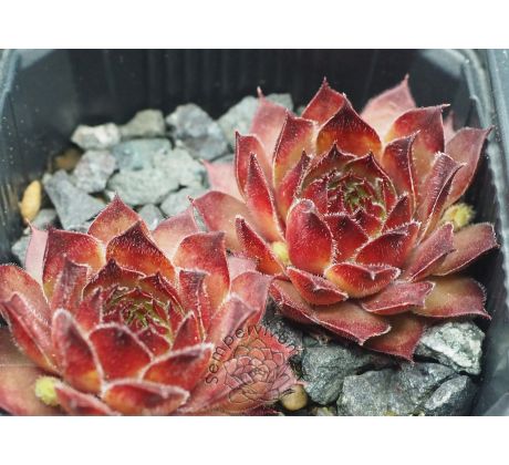 Sempervivum AJAX