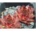 Sempervivum AJAX