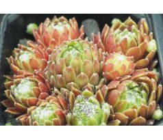 Sempervivum ANTJE