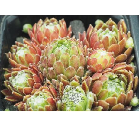 Sempervivum ANTJE