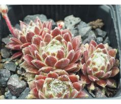 Sempervivum APACHE