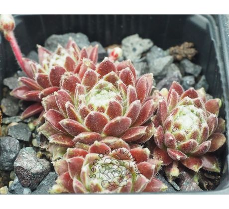 Sempervivum APACHE
