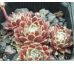 Sempervivum APACHE